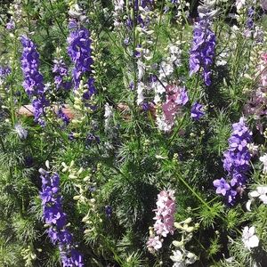 Meet your Posher, Laurie